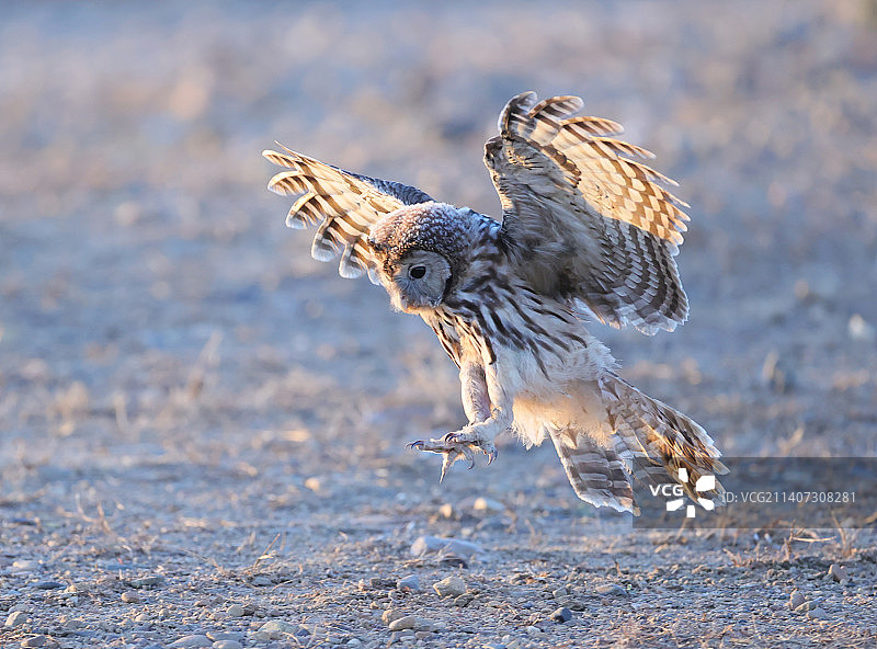 长尾林鸮图片素材
