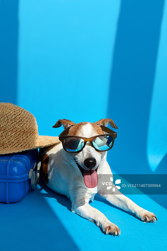 戴着太阳镜，带着手提箱的狗图片素材