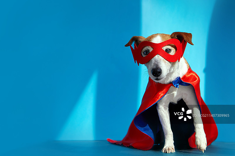 狗狗打扮成魔术师看着镜头图片素材