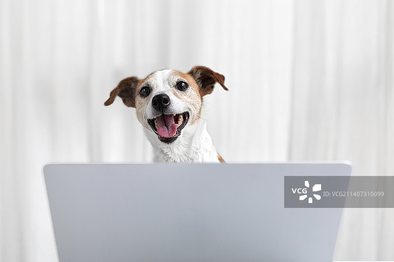 快乐的狗在白色家里使用笔记本电脑图片素材