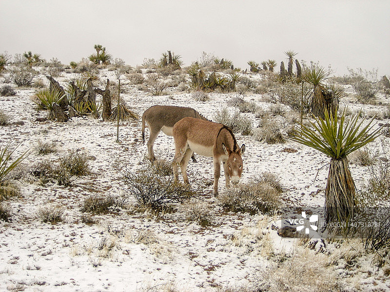马站在内华达州红石峡谷的田野上的侧视图图片素材