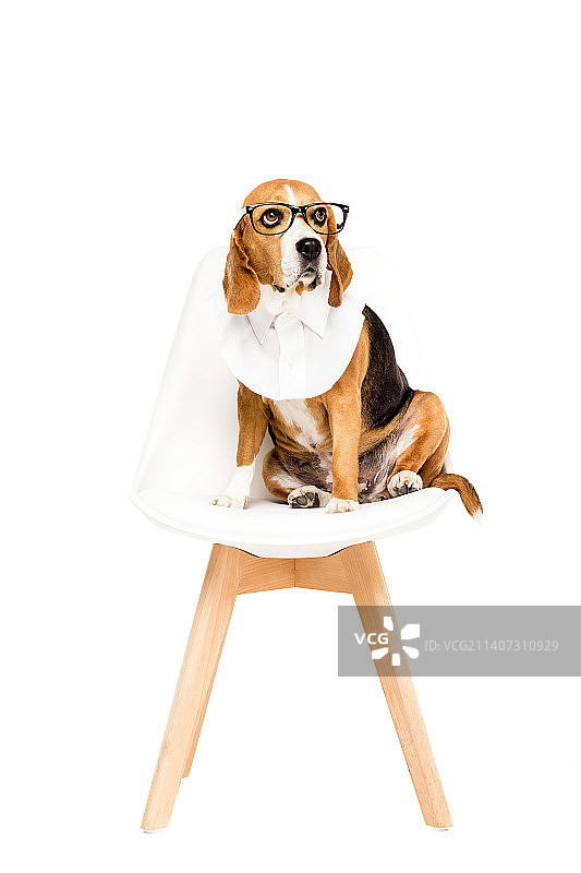 坐在白色背景上的比格犬的肖像图片素材