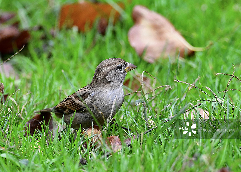 歌带鹀栖息在草地上的近景照片图片素材
