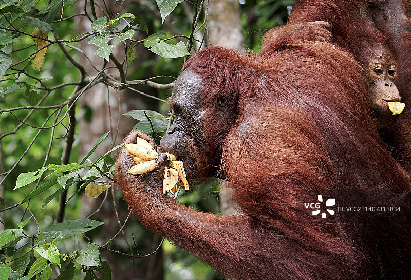 马来西亚沙捞越古晋，猴子喂食幼崽特写图片素材
