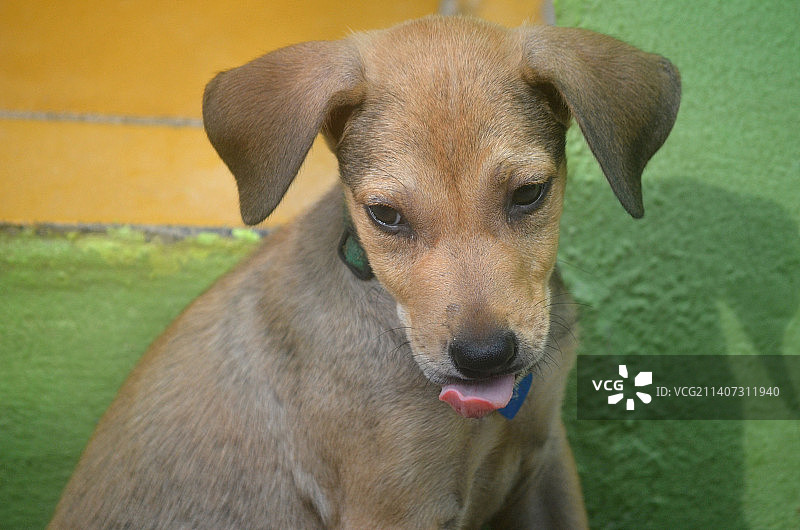 狗的特写肖像图片素材