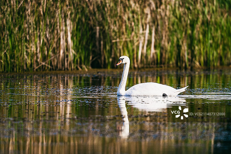 波兰格拉贝克湖中游动的 mute 天鹅的侧面视角图片素材
