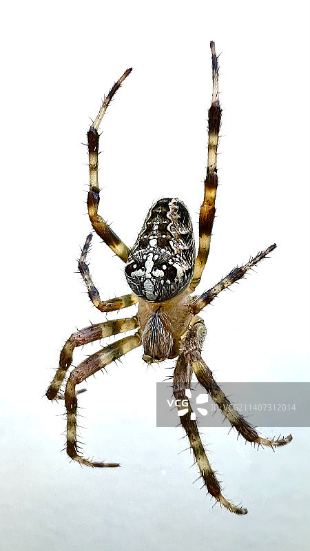 白色背景下的蜘蛛网特写图片素材