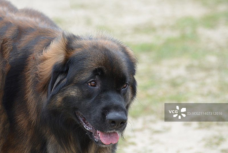 面容甜美的里昂贝格犬图片素材