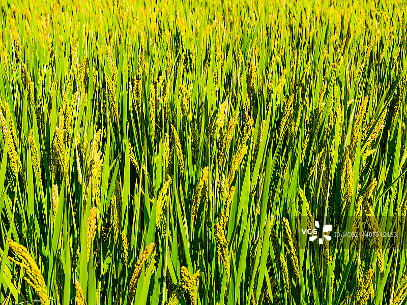 江苏苏州水稻稻田晴朗秋天田园乡村风景图片素材
