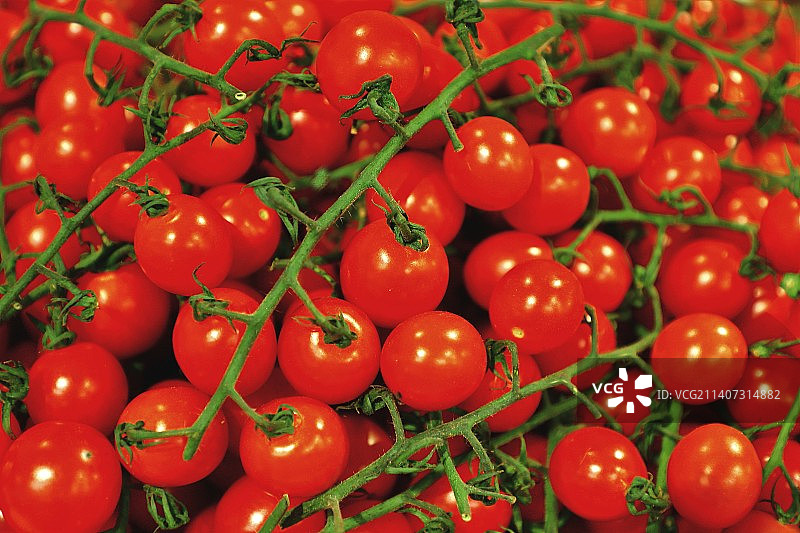 圣女果全画幅照片图片素材