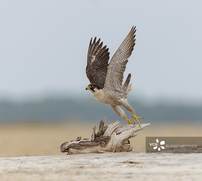 在拉贾斯坦邦桑巴尔湖拍摄的游隼图片素材
