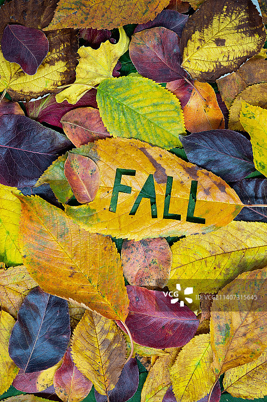 秋叶特写，萨拉热窝，波斯尼亚和黑塞哥维那图片素材