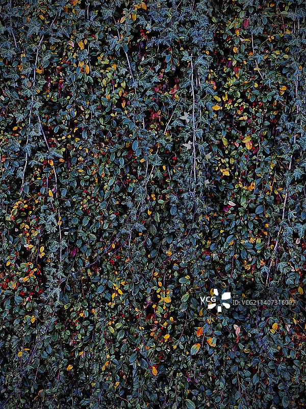 德国植物全画幅图片素材