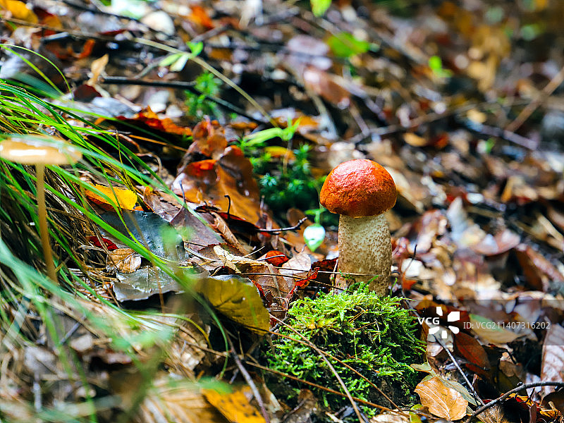 蘑菇在田间生长的特写图片素材