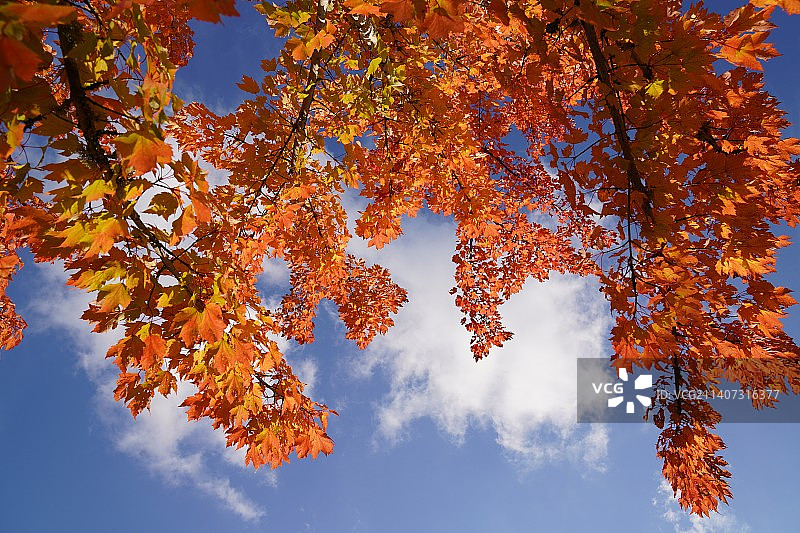 仰视华盛顿州雷德蒙德的枫树图片素材