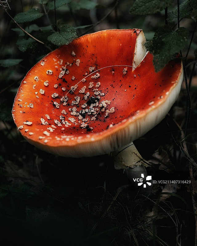 田间飞木耳的特写图片素材