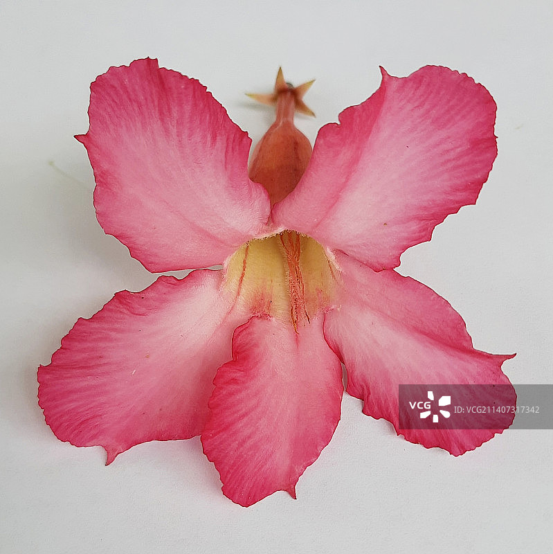 印度尼西亚东加里曼丹省贝劳丽晶的白色背景粉色花朵特写图片素材