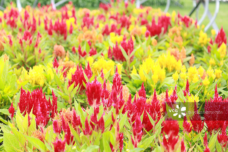 田野上的红色植物特写图片素材