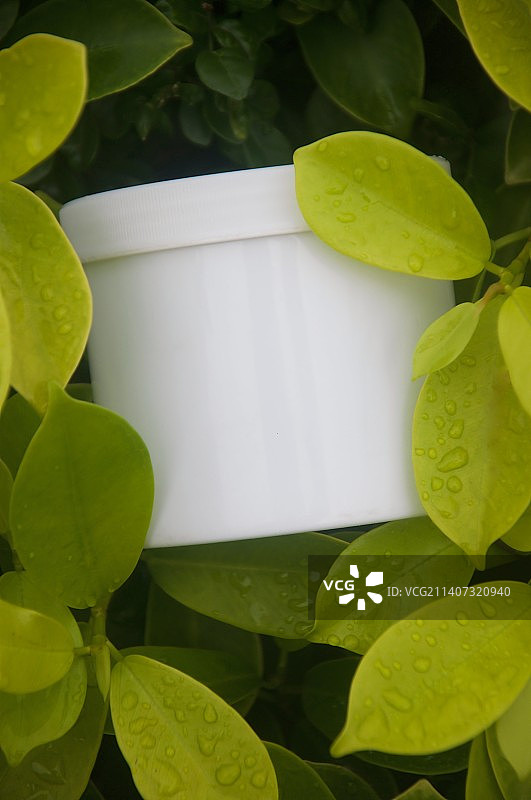 植物绿叶特写，拉各斯，尼日利亚图片素材