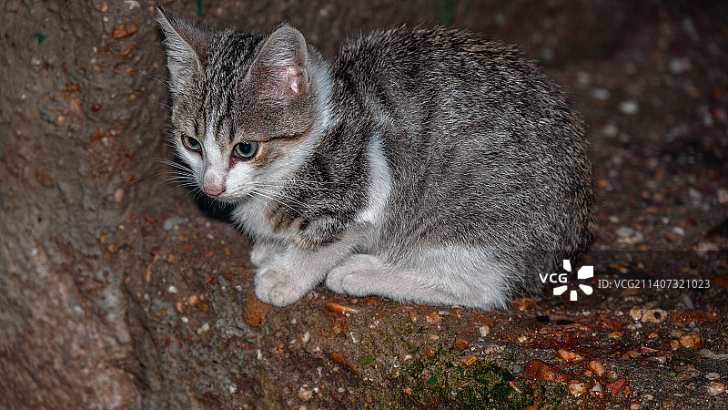 猫咪坐在湿台阶上图片素材