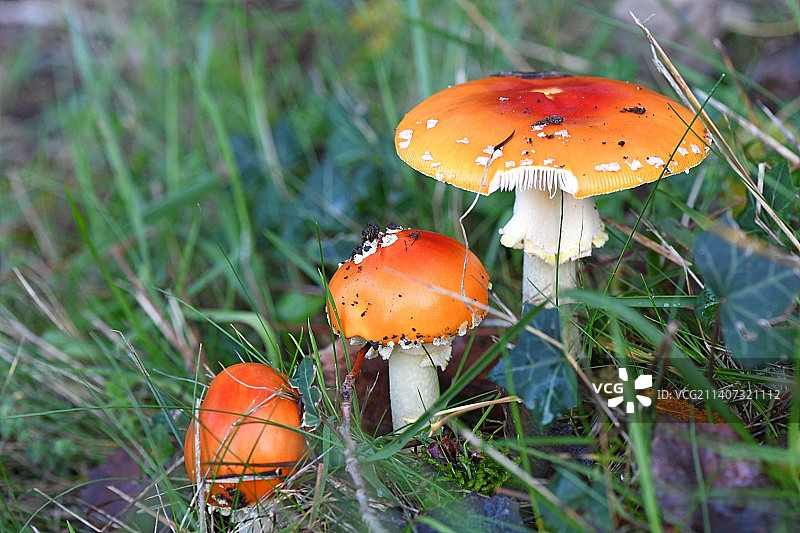 田间飞木耳的特写图片素材