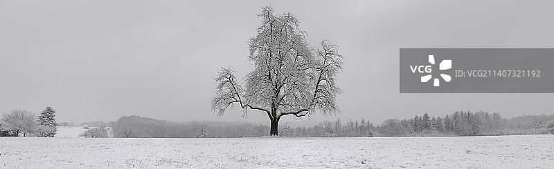 奥伯贝肯雪原树木景观，德国图片素材