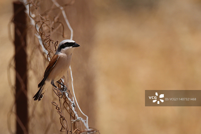 约旦迪班：栖息在树枝上的鸣禽特写图片素材