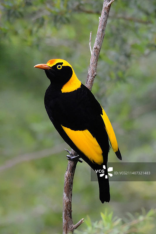 澳大利亚昆士兰州比纳布拉栖息在树枝上的黄色鸟类特写图片素材