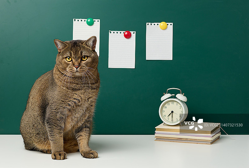 成年苏格兰灰猫坐在绿色黑板前，迎接开学季图片素材