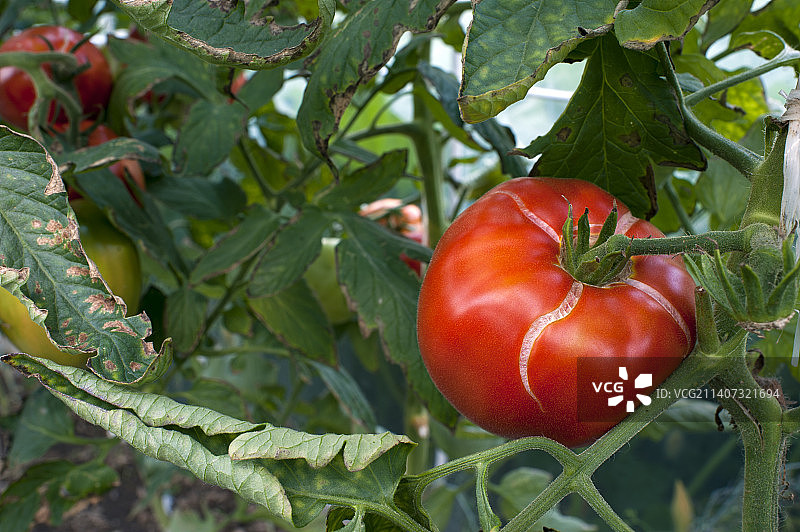 番茄在植株上生长的特写图片素材
