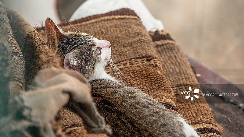 猫睡觉的特写图片素材