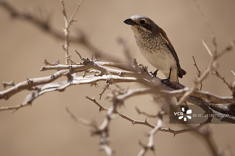 歌鴷栖息在树枝上的特写，穆吉卜峡谷，约旦图片素材