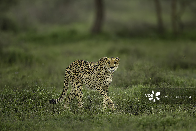 坦桑尼亚恩杜图湖的非洲猎豹图片素材