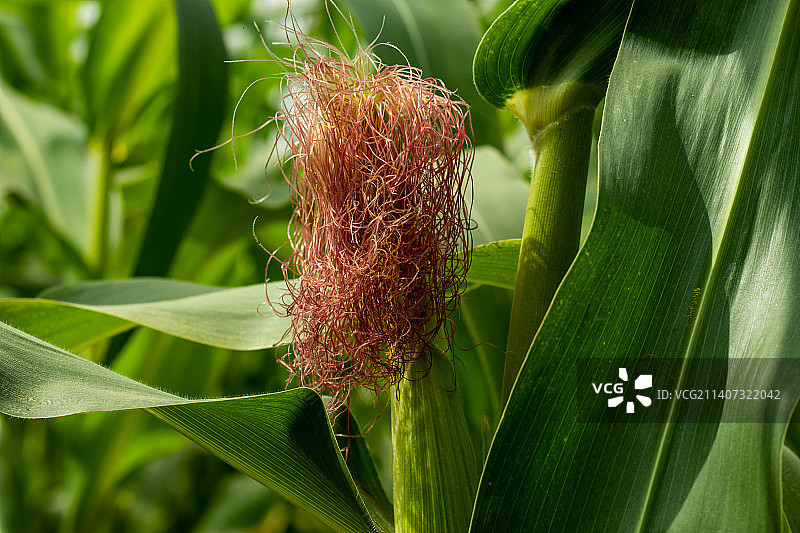 紫色玉米花，玉米是孟加拉国一种高大的粮食作物图片素材