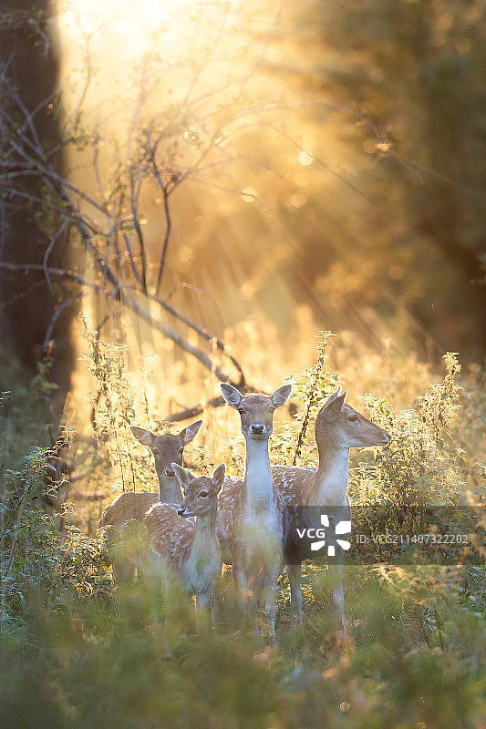 高角度拍摄：站在田野上的欧洲黇鹿（爱尔兰凤凰公园）图片素材