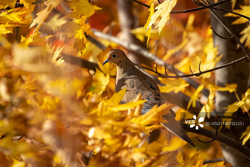 美国艾奥瓦州贝滕多夫哀鸽栖息树木特写图片素材