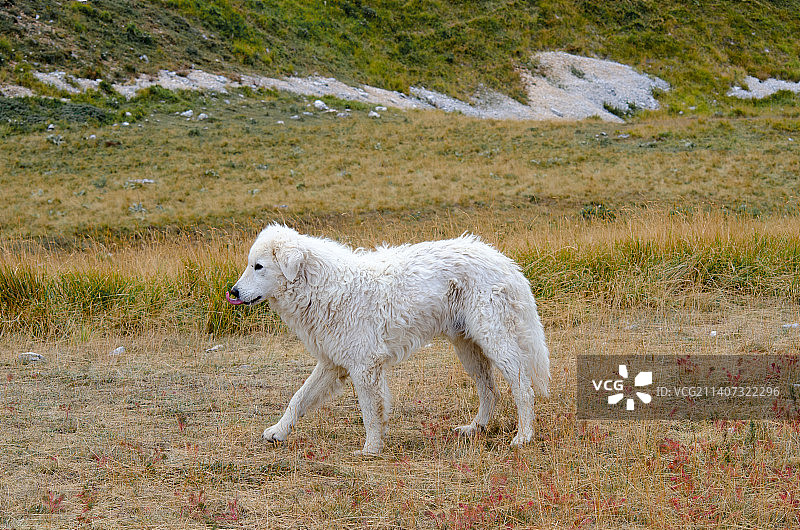 在意大利因佩拉托雷，绵羊站在田野上的侧视图图片素材