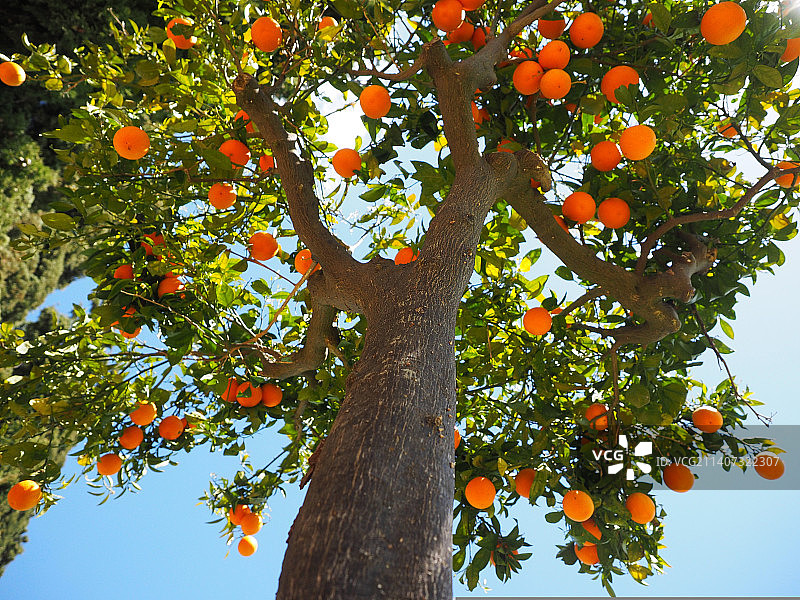 树上悬挂的橙色水果的低角度视图图片素材