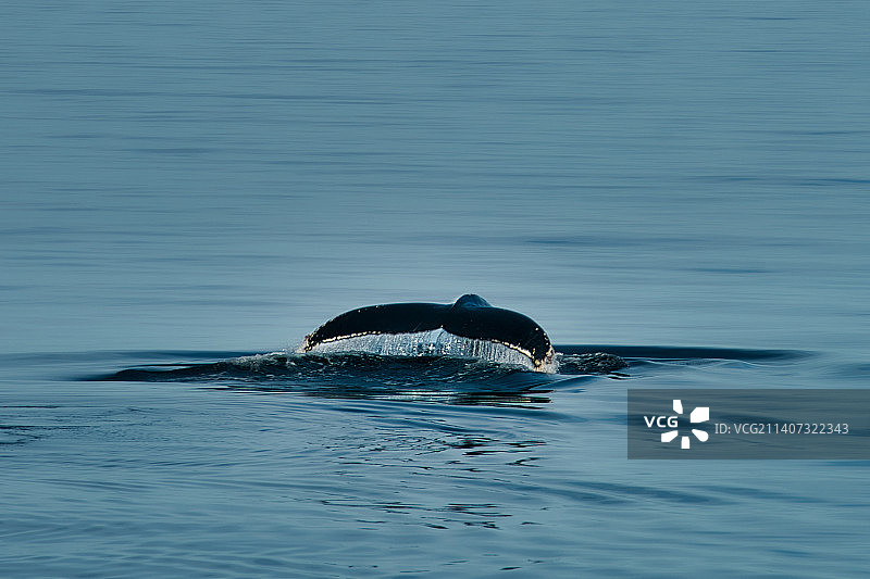海中海豚游泳的俯视照片图片素材