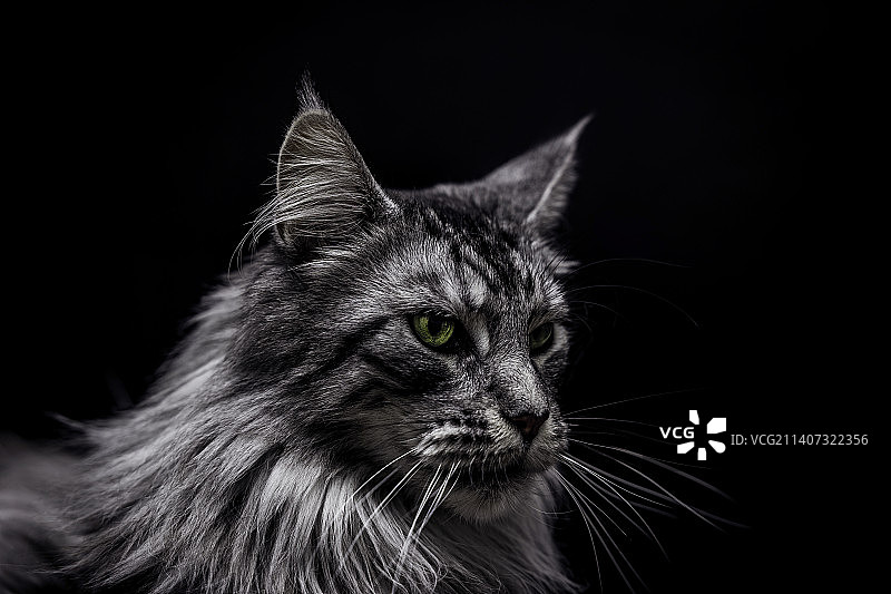 黑色背景下猫咪的特写图片素材