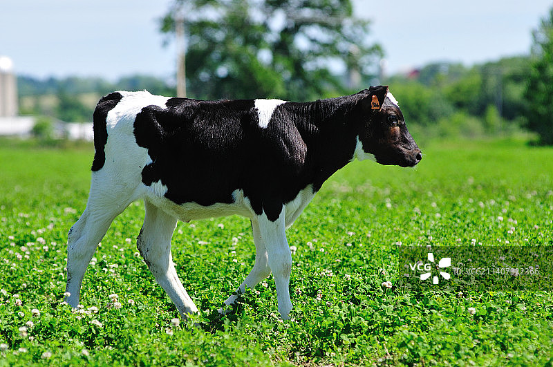站在草地上的牛侧视图图片素材