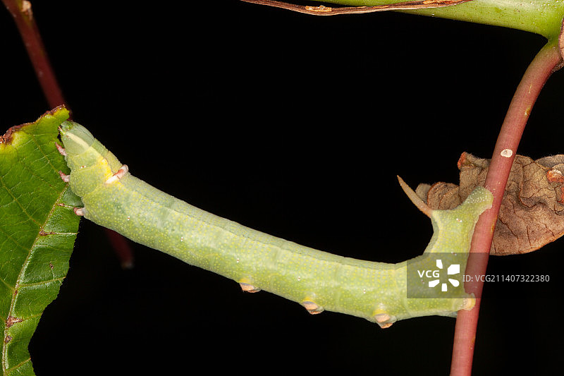 黑色背景下叶子上的昆虫特写，巴西图片素材
