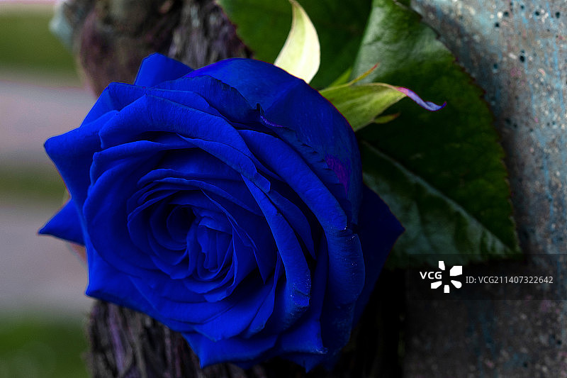 蓝色玫瑰特写图片素材