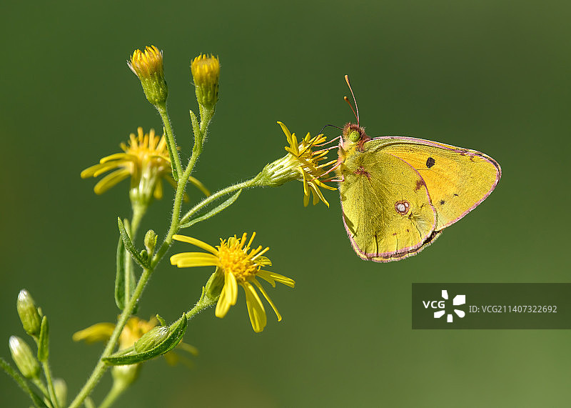 蝴蝶在黄色花朵上采蜜特写，西班牙巴利阿里群岛图片素材