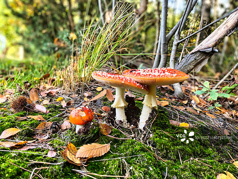 田野里生长的毒蝇伞蘑菇特写，比利时图片素材