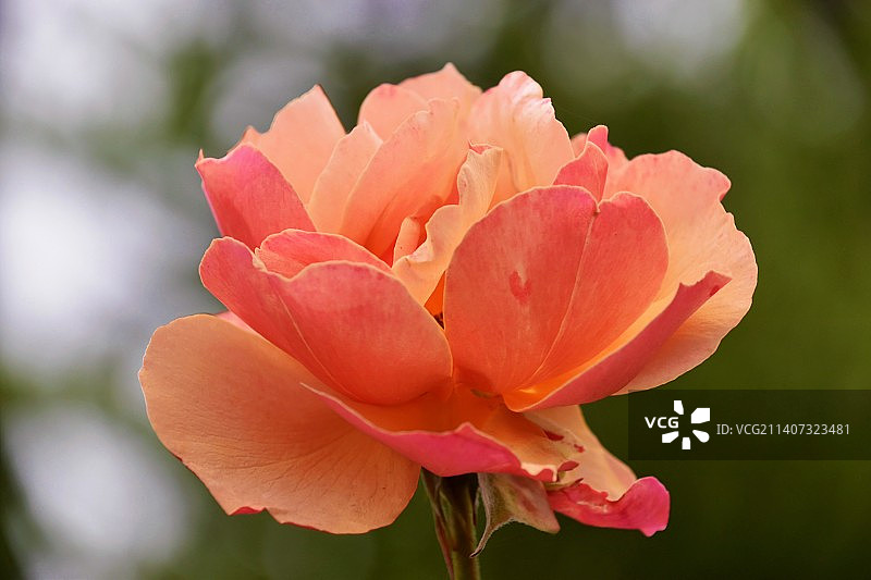 粉色玫瑰的特写图片素材