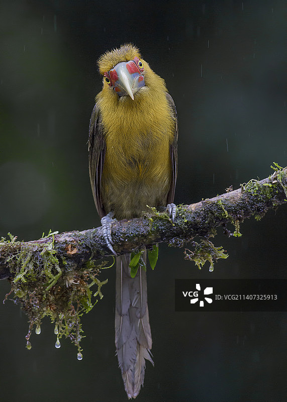 近距离拍摄栖息在巴西树枝上的鸣热带鸟图片素材