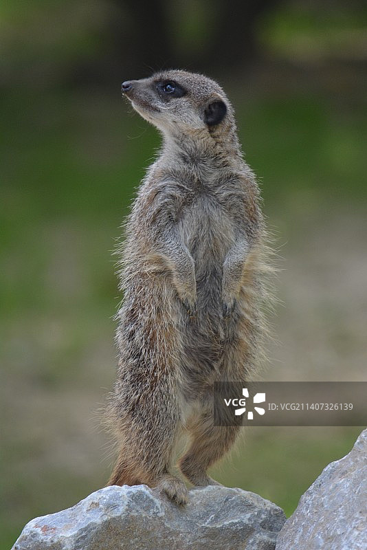 向远处看的猫鼬特写图片素材