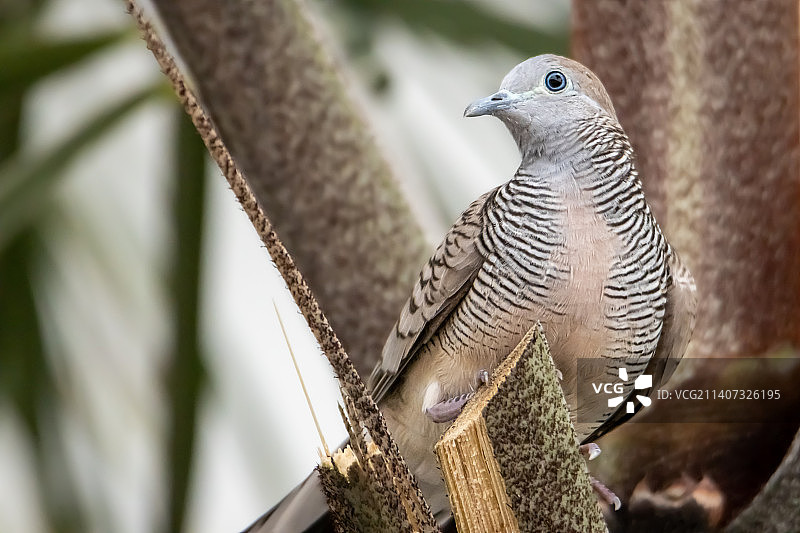 栖息在树上的斑马鸠特写，马来西亚雪兰莪州八打灵再也图片素材