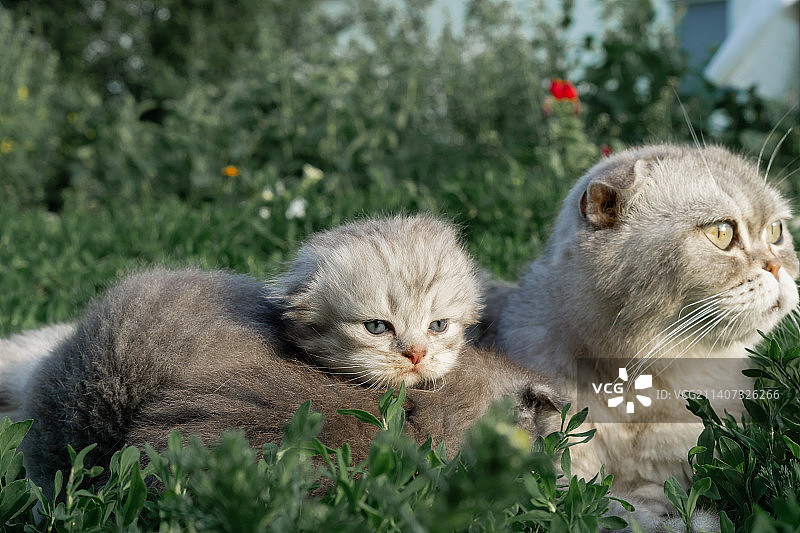 苏格兰母猫和小猫躺在绿色草坪上图片素材